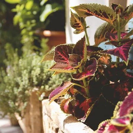 Διαμέρισμα Avalon *